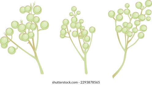 Brunia. Flores de Brunia. Ramas de brunia vectorial para decoración de bodas, tarjetas, texturas, patrones.