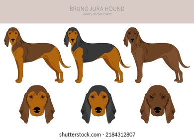 Bruno Jura hound clipart. Different coat colors and poses set.  Vector illustration