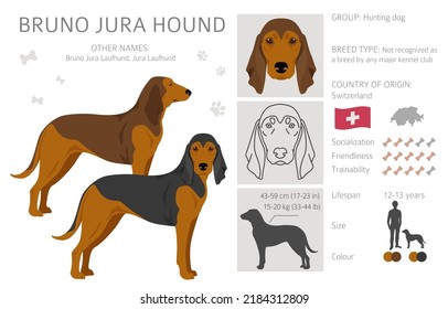 Bruno Jura hound clipart. Different coat colors and poses set.  Vector illustration