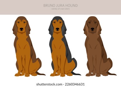 Bruno Jura hound clipart. Different coat colors and poses set.  Vector illustration