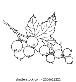 A brush of black currant berries on a branch with a leaf. Coloring. Vector illustration drawn by hand. Isolated on white background. Contour illustration with black line.