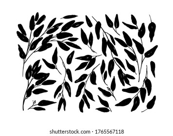 Brush branches with long leaves vector collection. Set of black silhouettes leaves and branches. Hand drawn eucalyptus foliage, herbs, tree twig. Vector ink elements isolated on white background. 