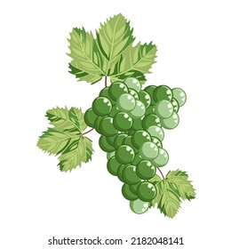 Un pincel de uvas verdes y apetitosas aisladas en un fondo blanco.La ilustración vectorial de la fruta puede ser utilizada en los diseños de la producción de vinos, supermercados.textiles.