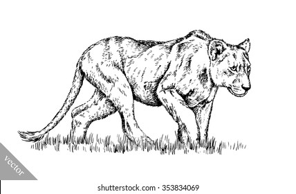 brush painting ink draw isolated lion illustration