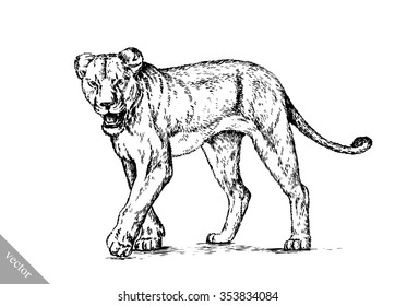 brush painting ink draw isolated lion illustration