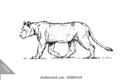 brush painting ink draw isolated lion illustration