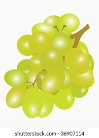 Cepíllate las uvas blancas deliciosas. Vector.
