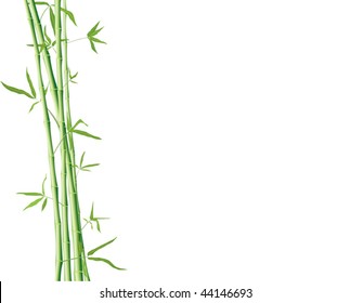 brushes of green bamboo with leaves isolated on a white with copyspace