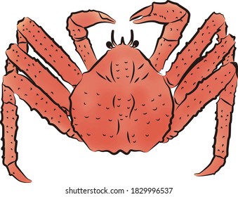 
Brush-style king crab illustration (colored)