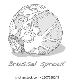 Brussel sprou tvector illustration. White background.