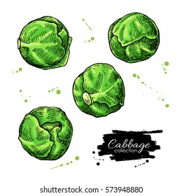 Brussel sprout hand drawn vector illustrations. Vegetable artistic style objects. Isolated brussel cabbage set. Detailed vegetarian food drawing. Farm market product.