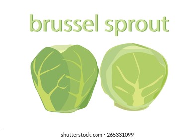 Brussel Sprout Vector