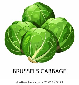 Brussels cabbage in cartoon style on a white background. Vector illustration.