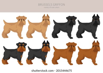 Brussels griffon clipart. Different coat colors and poses set.  Vector illustration