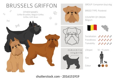 Brussels griffon clipart. Different coat colors and poses set.  Vector illustration