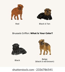 Brussels griffon colors. All coat colors. Cute dogs characters in various poses, illustrations design projects. Cartoon vector set. Dog Drawing collection set. Red, tan, belge, popular griffon colors.