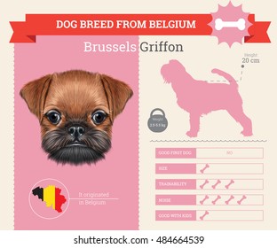 Brussels Griffon dog breed vector info graphics. This dog breed from Belgium