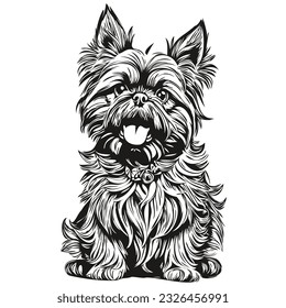 Brussels Griffon dog head line drawing vector,hand drawn illustration with transparent background sketch drawing