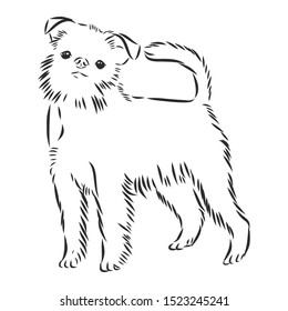 Brussels Griffon dog sketch, contour vector illustration 