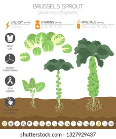 Brussels sprout cabbage beneficial features graphic template. Gardening, farming infographic, how it grows. Flat style design. Vector illustration