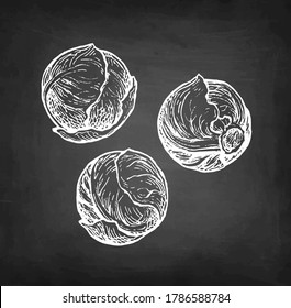 Brussels sprout. Chalk sketch on blackboard background. Hand drawn vector illustration. Retro style.