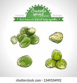 Brussels sprout Collection of fresh vegetables with leaf. Vector illustration. Isolated