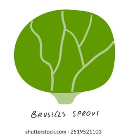 Brussels sprout. Food design. Hand drawn vector illustration on white background.