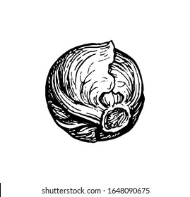 Brussels sprout. Ink sketch isolated on white background. Hand drawn vector illustration. Retro style.