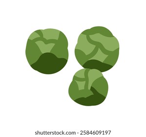 Brussels sprout, small green vegetable. Fresh organic healthy food, baby cabbage, vitamin nutrition. Round-shaped farm produce. Flat graphic vector illustration isolated on white background