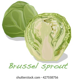 Brussels Sprout vector isolated on white background