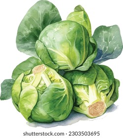 brussels sprout watercolor, Watercolor brussels sprouts- hand painted vector illustration