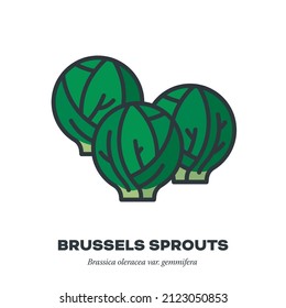 Brussels Sprouts cabbage vegetable icon, outline with color fill style vector illustration