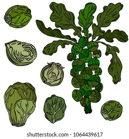 Brussels sprouts color illustration, vector
