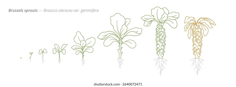 Brussels Sprouts Growth Stages from Seed to Mature Plant Vector Illustration for Agribusiness and Crop Planning