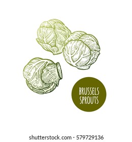Brussels sprouts. Hand drawing vegetables. Vector illustration art. Green and white. Vintage engraving. Kitchen design.