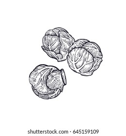 Brussels sprouts. Hand drawing of vegetables. Vector art illustration. Isolated image of black ink on white background. Vintage engraving. Kitchen design for decoration recipes, menus, shops, markets