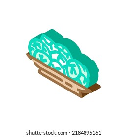 brussels sprouts isometric icon vector. brussels sprouts sign. isolated symbol illustration
