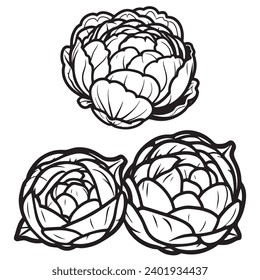 Brussels sprouts silhouette. Black flat color line art simple elegant white background Brussels sprouts vegetable vector and illustration.