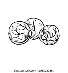 brussels sprouts, vector drawing sketch of vegetable isolated at white background,hand drawn illustration