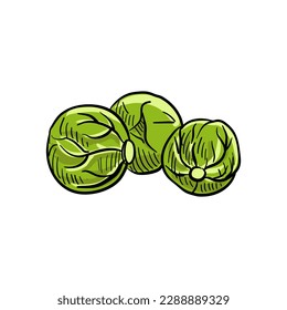 brussels sprouts, vector drawing sketch of vegetable isolated at white background,hand drawn illustration