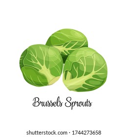 Brussels sprouts vector. Green vegetables in cartoon style. Illustration of a pile of Brussels sprouts. - Shutterstock ID 1744273658
