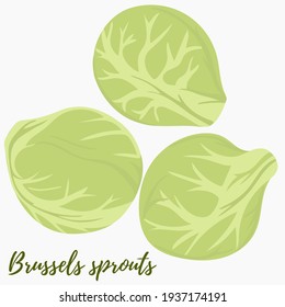 Brussels sprouts, vector. Heads of cabbage on a white background. Green vegetables food.