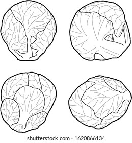 Brussels sprouts Vector Illustration Hand Drawn Vegetable Cartoon Art