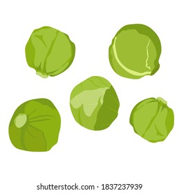 Brussels sprouts vector stock illustration close - up. Green cabbage with round cauliflower leaves. Traditional Belgian cuisine. Isolated on a white background.