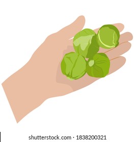 Brussels sprouts vector stock illustration close - up. Green cabbage with round cauliflower leaves. Traditional Belgian cuisine. Isolated on a white background.
