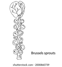 Brussels sprouts. Vegetable culture. Vector illustration. Linear drawing.