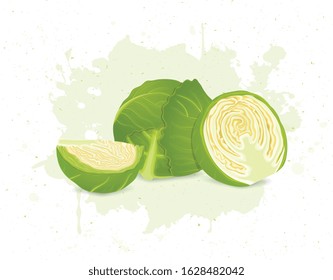Brussels sprouts vegetable  with half pieces and slices of brussels sprouts vector illustration