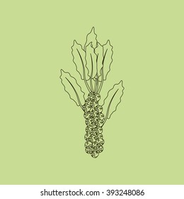 Brussels sprouts vegetable icon isolated on a green background. Vector illustration