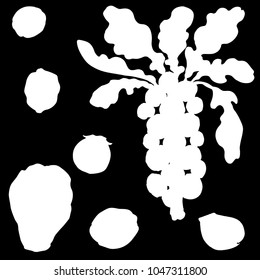 Brussels sprouts vegetable, vector