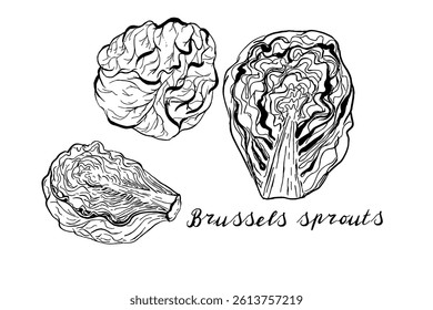 Brussels sprouts. Vegetables set. Hand drawn vector isolated sketch.